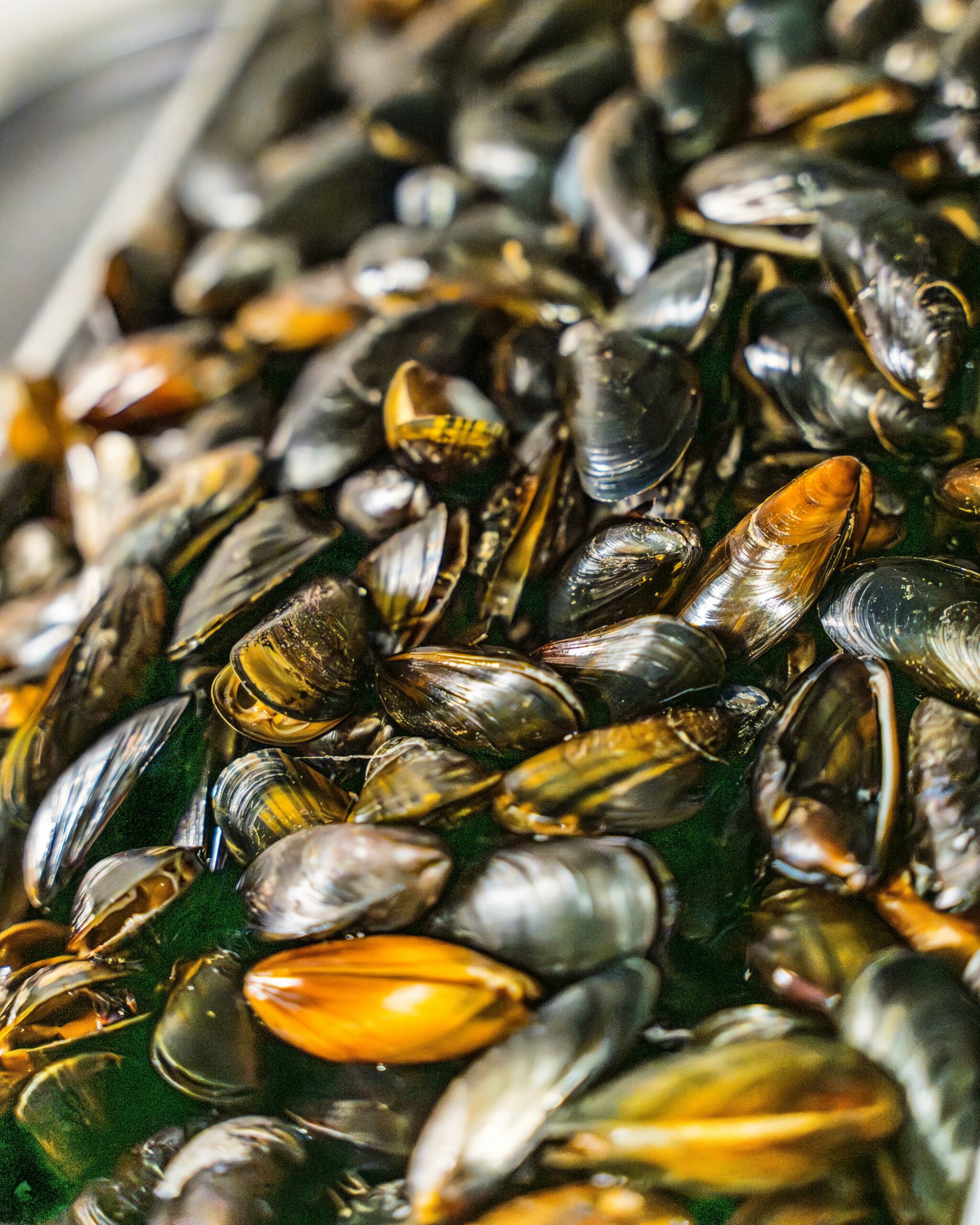 Foule Moule